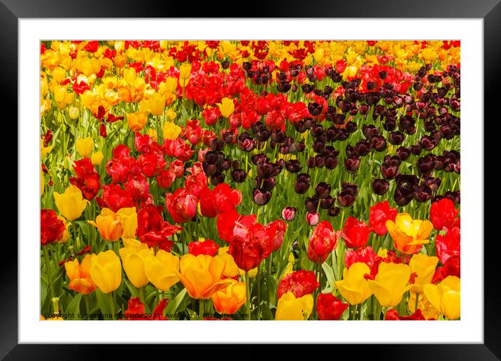 the blossoming of tulips in a park Framed Mounted Print by susanna mattioda