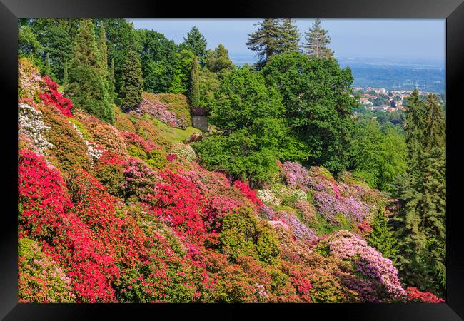 the valley of flowered rhodondendros in the  nature reserve of t Framed Print by susanna mattioda