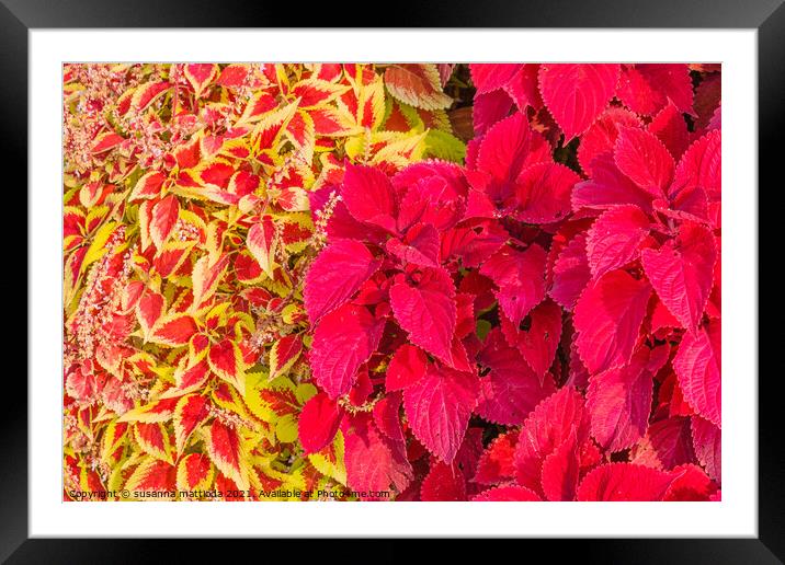 close-up of colored leaves of the Coleus Framed Mounted Print by susanna mattioda