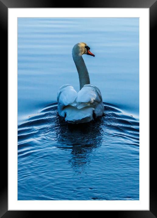 Beautiful swan Framed Mounted Print by Sam Owen