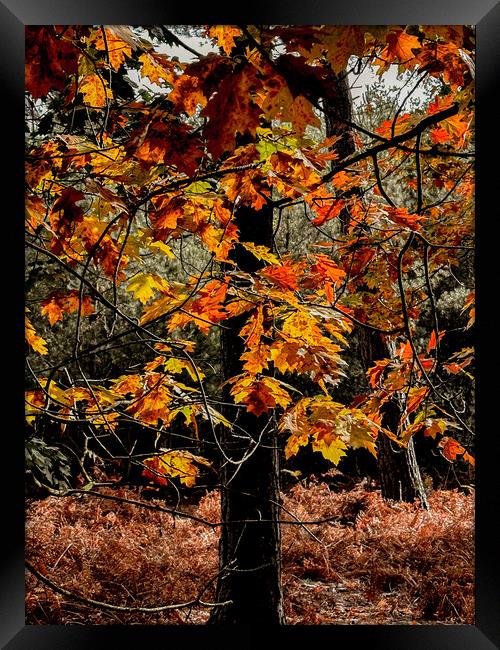 Gorgeous autumn colours  Framed Print by Sam Owen