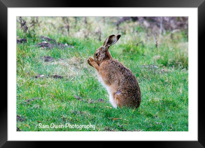 A beautiful Hare Framed Mounted Print by Sam Owen