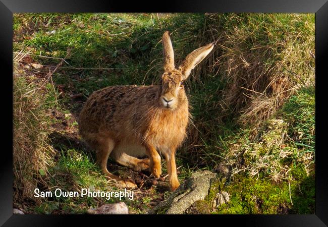 A Hare at sunset.  Framed Print by Sam Owen