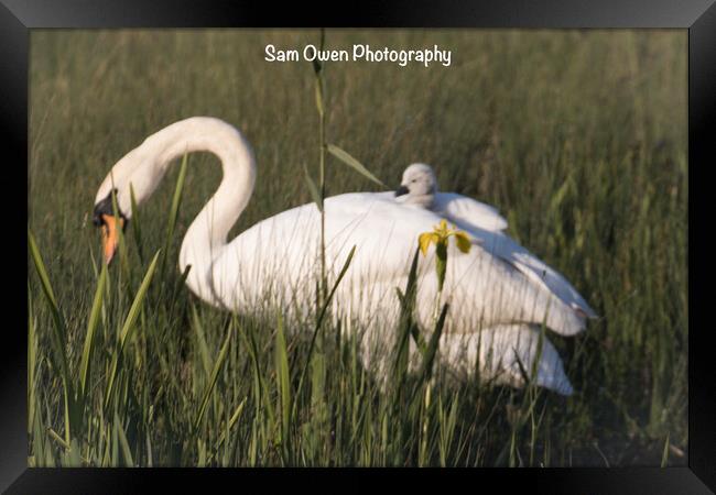 Hitching a ride with mum.  Framed Print by Sam Owen