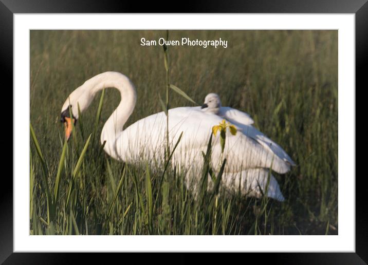 Hitching a ride with mum.  Framed Mounted Print by Sam Owen