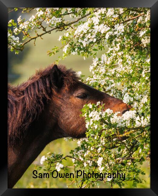 A close up of a Dartmoor pony new blossom Framed Print by Sam Owen