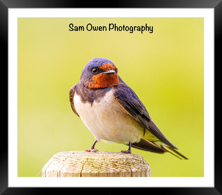 A beautiful swallow bird Framed Mounted Print by Sam Owen