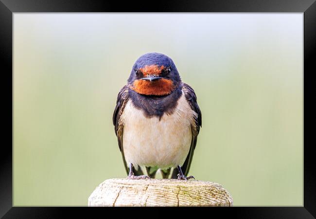 A close-up of a beautiful swallow Framed Print by Sam Owen