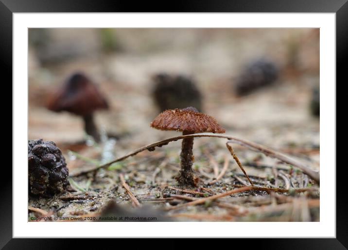 Mushrooms  Framed Mounted Print by Sam Owen