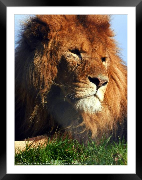 A lion looking at the camera Framed Mounted Print by Karen Hiddleston
