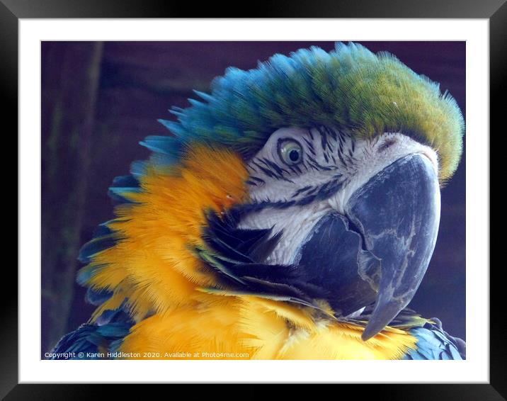 Parrot Framed Mounted Print by Karen Hiddleston