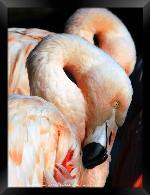 Flamingos  Framed Print by Karen Hiddleston
