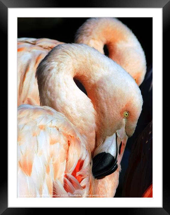 Flamingos  Framed Mounted Print by Karen Hiddleston