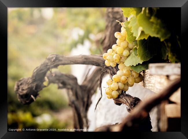 Bunch of white grapes in the vineyard  Framed Print by Antonio Gravante