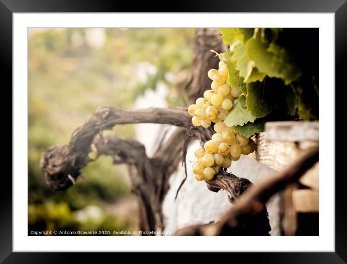 Bunch of white grapes in the vineyard  Framed Mounted Print by Antonio Gravante