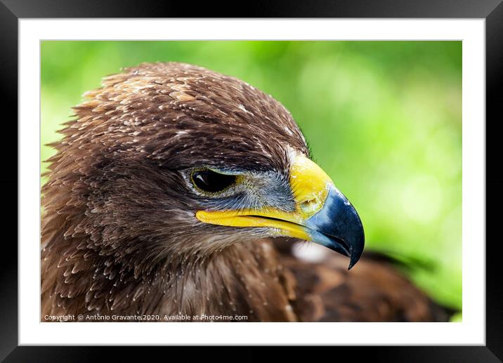 Golden eagle close up Framed Mounted Print by Antonio Gravante