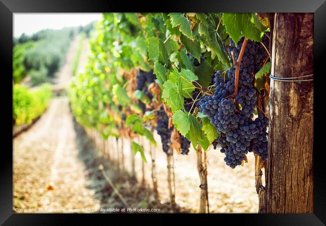 Tuscan vineyard with red grapes. Framed Print by Antonio Gravante