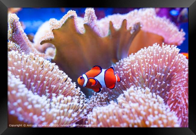Clown fish swimming in the corals. Framed Print by Antonio Gravante