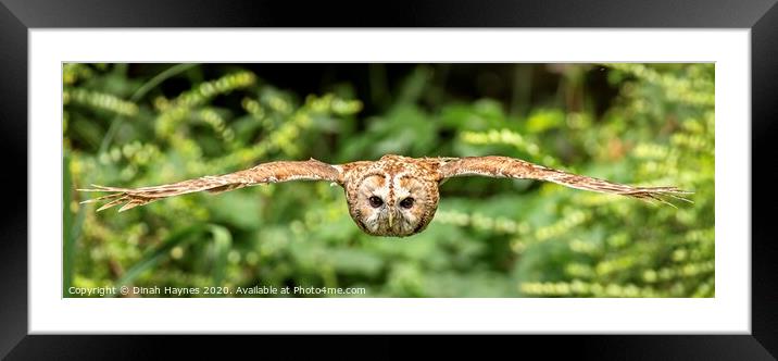 Owl in Flight Framed Mounted Print by Dinah Haynes