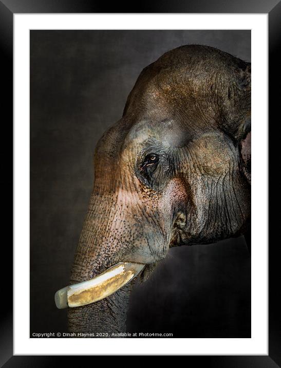 Thai Rescue Elephant Framed Mounted Print by Dinah Haynes