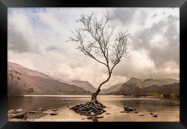Lone Tree, Llyn Padarn Framed Print by Dinah Haynes