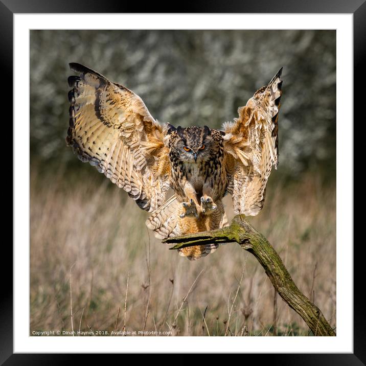 Eagle Owl Landing Framed Mounted Print by Dinah Haynes