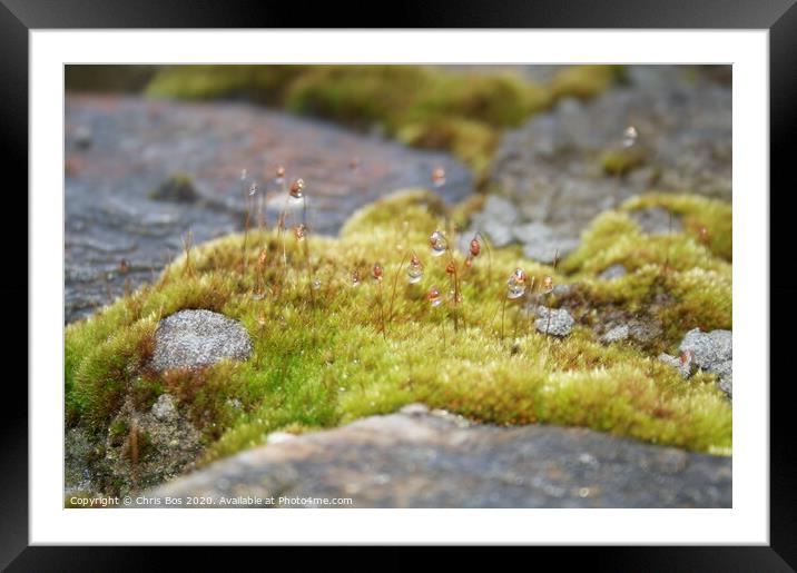 Dew on Moss Framed Mounted Print by Chris Bos