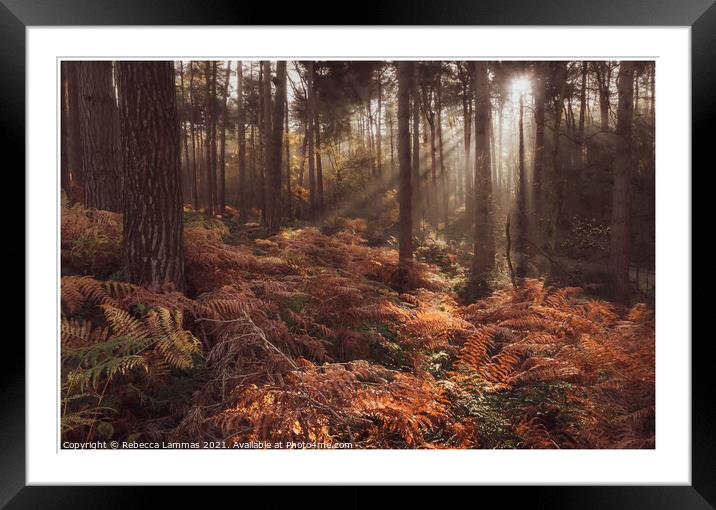 Delamere Forest morning sunlight  Framed Mounted Print by Rebecca Lammas