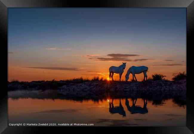 Horses grazing at Sunrise Framed Print by Marketa Zvelebil