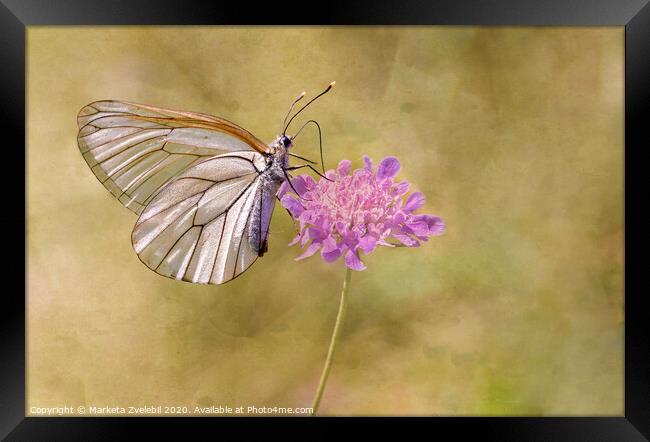 Butterfly on Pink Framed Print by Marketa Zvelebil