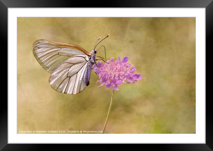 Butterfly on Pink Framed Mounted Print by Marketa Zvelebil