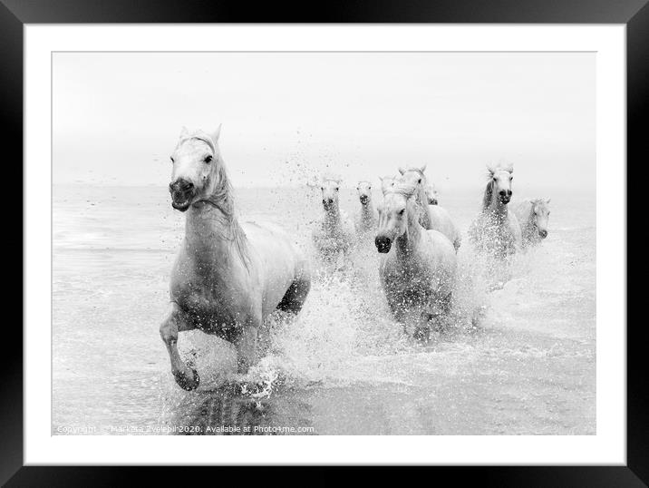 Galloping through the Sea Framed Mounted Print by Marketa Zvelebil