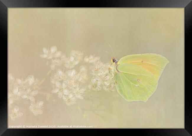 Yellow Butterfly Framed Print by Marketa Zvelebil