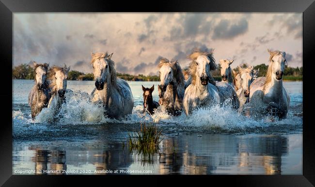 Camargue Horses galloping through water Framed Print by Marketa Zvelebil