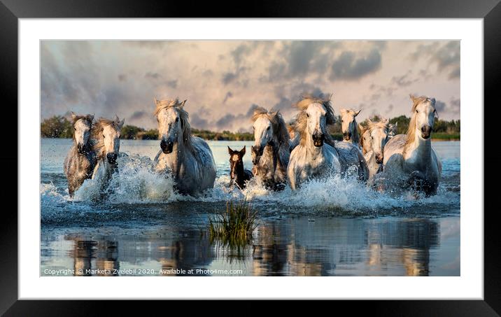 Camargue Horses galloping through water Framed Mounted Print by Marketa Zvelebil