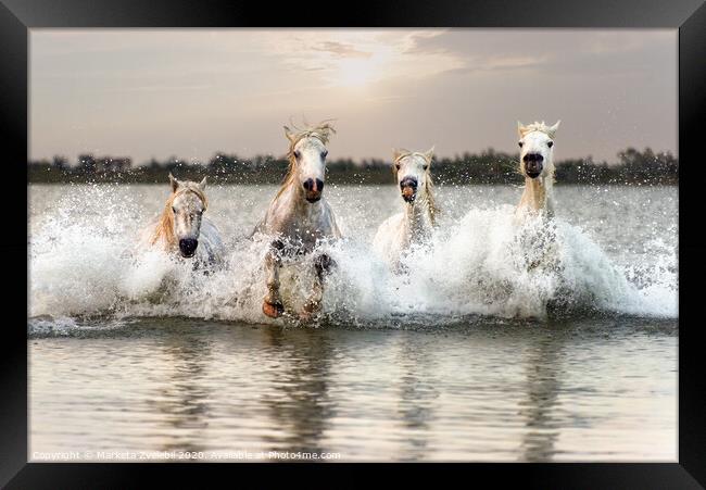 Through water horses gallop Framed Print by Marketa Zvelebil