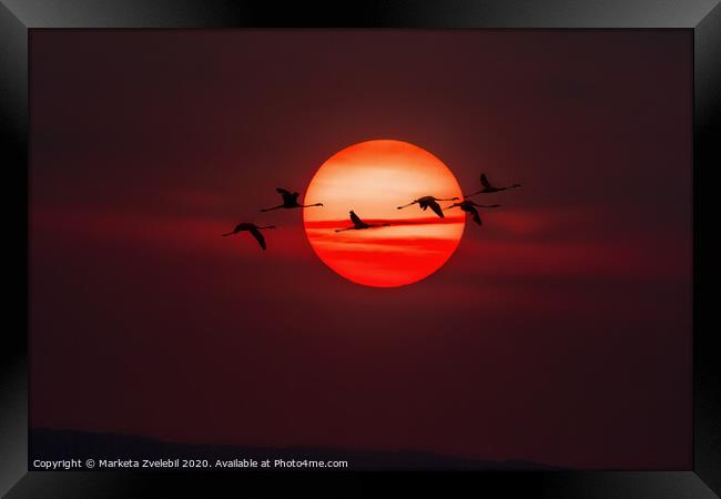 A flock of Flamingos flying across the setting sun Framed Print by Marketa Zvelebil