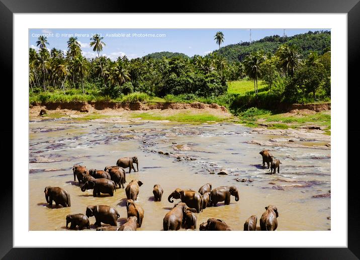 Elephants Sri Lanka Framed Mounted Print by Hiran Perera