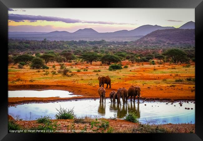 Elephants at the Waterhole, Kenya Framed Print by Hiran Perera