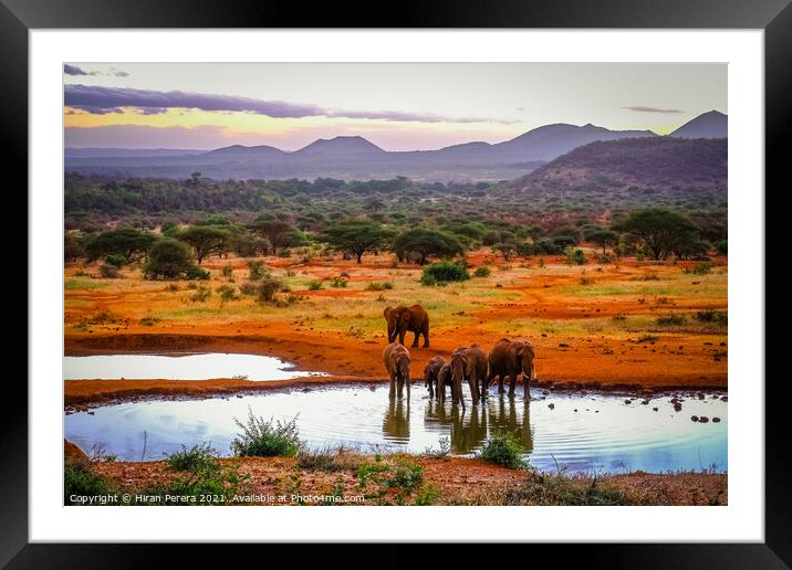 Elephants at the Waterhole, Kenya Framed Mounted Print by Hiran Perera