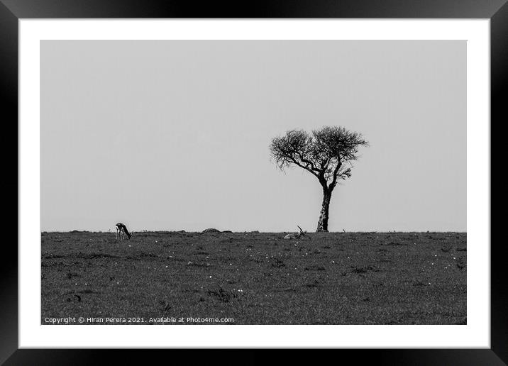 Lone Acacia Tree with Thomson's gazelle, Maasai Mara, Kenya Framed Mounted Print by Hiran Perera
