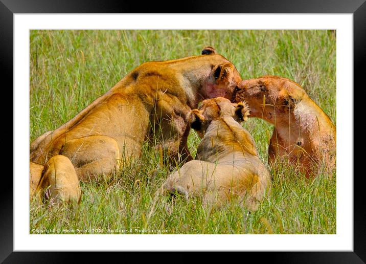 Lions after a kill, Masai Mara, Kenya Framed Mounted Print by Hiran Perera