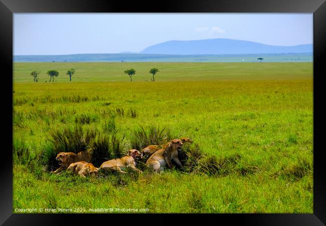 Lions Relaxing After a Kill, Masai Mara, Kenya Framed Print by Hiran Perera