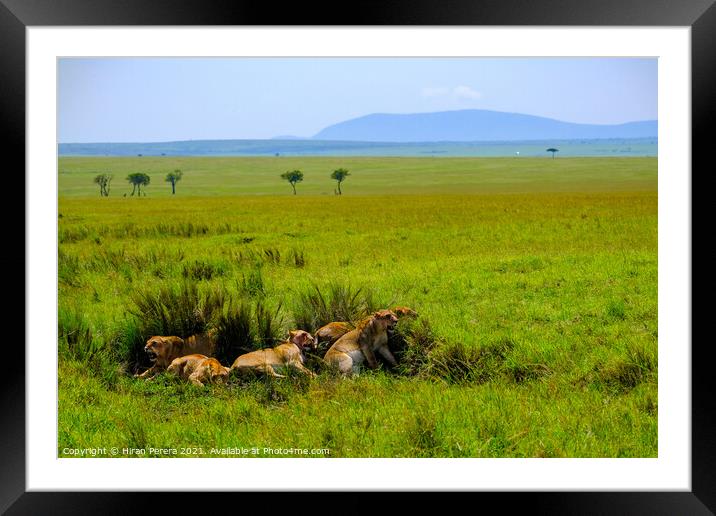 Lions Relaxing After a Kill, Masai Mara, Kenya Framed Mounted Print by Hiran Perera