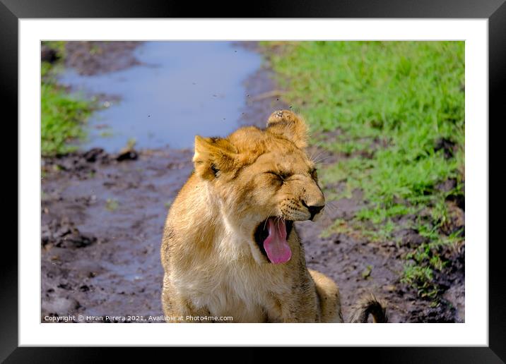 Lion Cub Yawning Framed Mounted Print by Hiran Perera