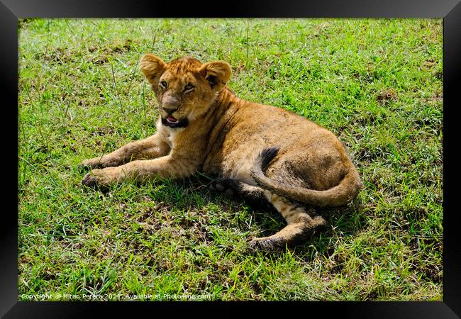 A Lion Cub lying in the grass, Masai Mara, Kenya Framed Print by Hiran Perera