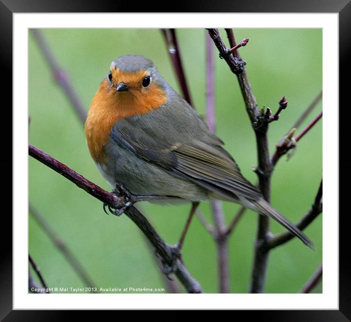 CUTE? Framed Mounted Print by Mal Taylor Photography