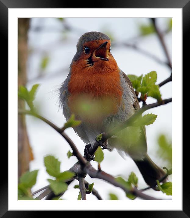 ROBINS MORNING SONG Framed Mounted Print by Mal Taylor Photography