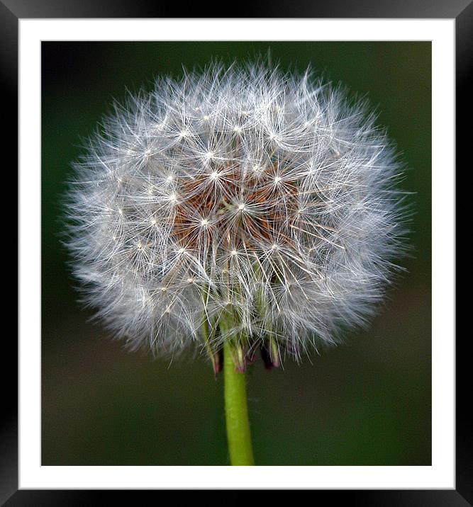 THE INTRICACY OF NATURE Framed Mounted Print by Mal Taylor Photography