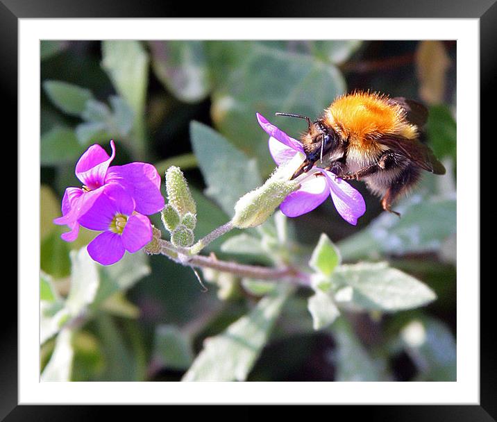 BEE CAREFUL! Framed Mounted Print by Mal Taylor Photography